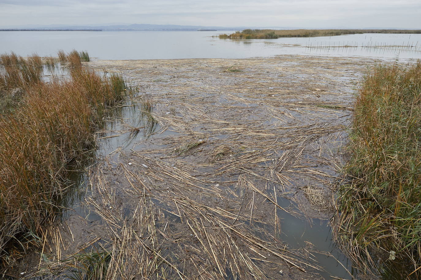 Valencia retira 450 metros cúbicos de residuos de la Albufera para evitar su pudrición