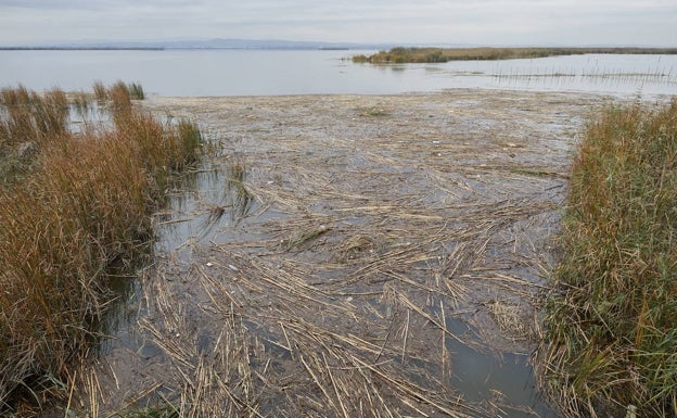 Valencia retira 450 metros cúbicos de residuos de la Albufera para evitar su pudrición