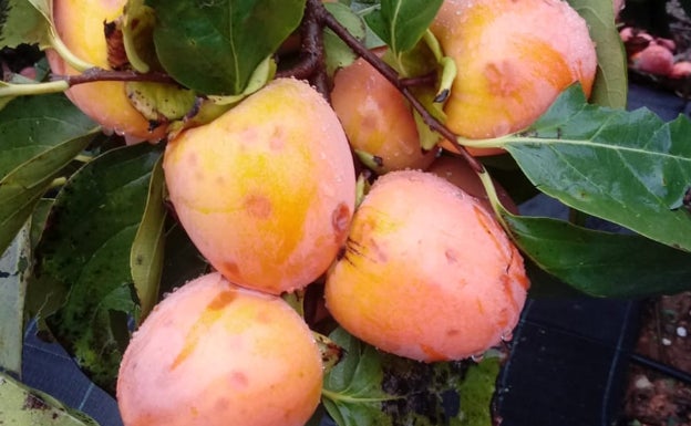 El temporal del viernes deja 35 millones de euros de pérdidas en cultivos de caqui y cítricos