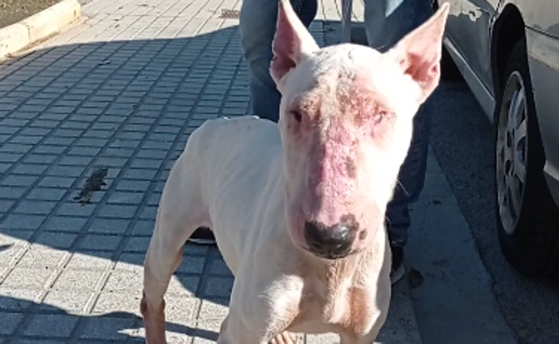 El autor de maltratos a un perro en Bellreguard confiesa que tenía otro animal encerrado en su casa