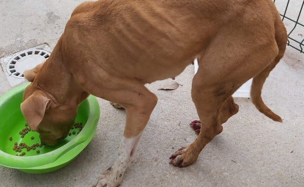 En libertad el hombre acusado de maltratar a perros en Bellreguard