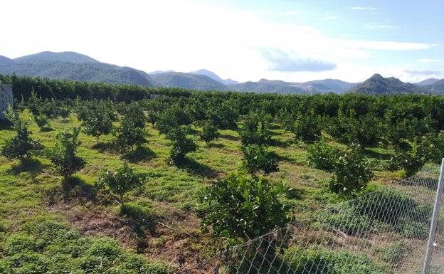 Oliva prepara ayudas al campo y mejoras en caminos para revitalizar la agricultura