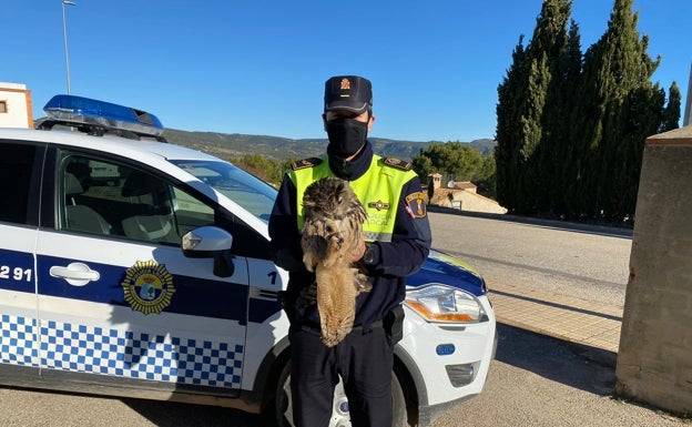 La Policía Local de la Font de la Figuera rescata un búho real herido