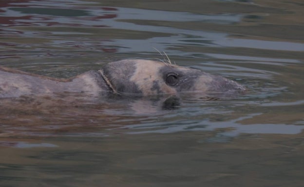 Aparece una foca gris del Atlántico Norte en aguas de la Marina Greenwich de Altea