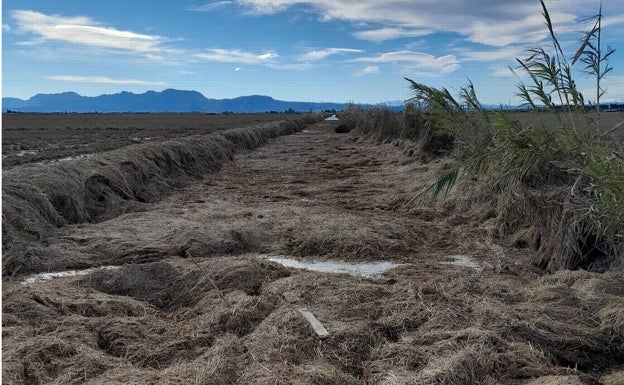 Agricultores, cazadores y regantes exigen una solución para la paja del arroz en la Albufera