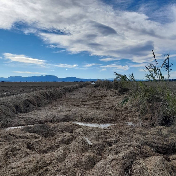 Agricultores, cazadores y regantes exigen una solución para la paja del arroz en la Albufera