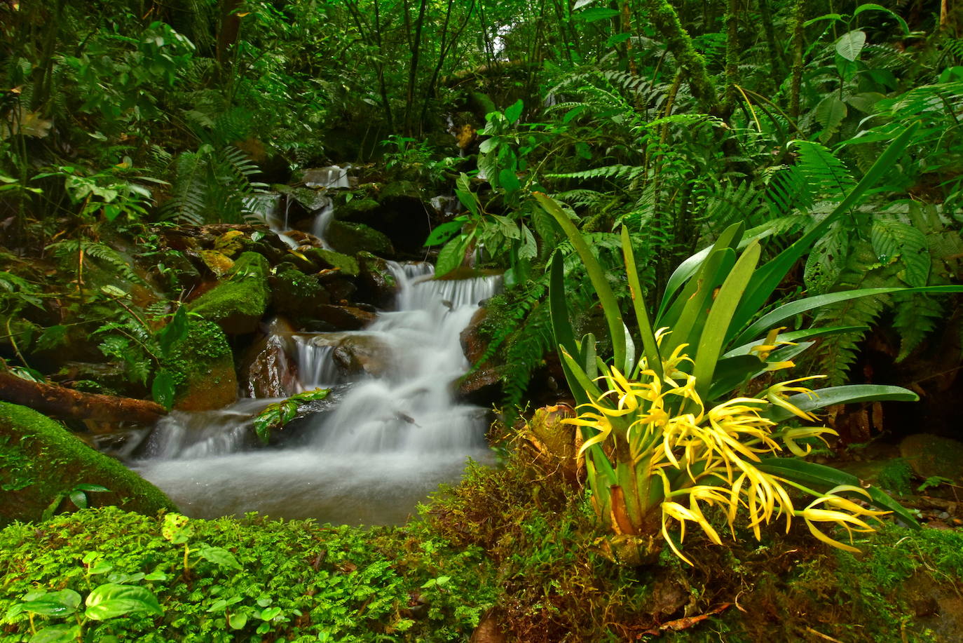 Las increíbles especies descubiertas en un valle escondido de Bolivia
