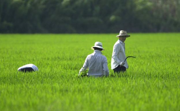 Imágenes de satélite detectan un déficit de oxígeno disuelto en agua en los arrozales de La Albufera