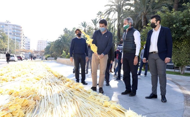 Elche confecciona la palma blanca más grande del mundo