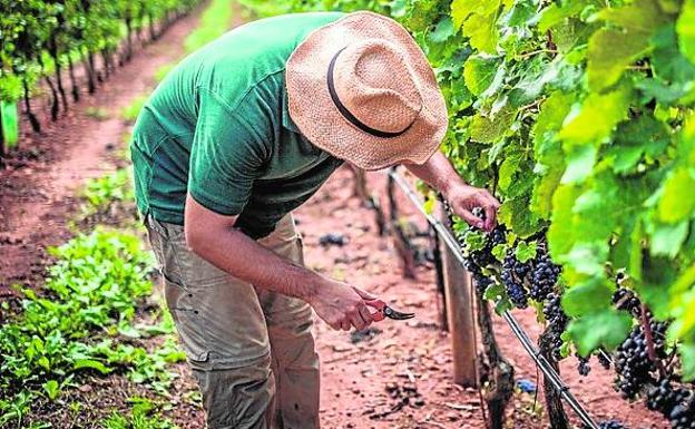 Vinos diferentes y de calidad en WineLands