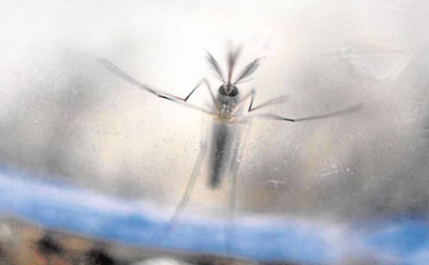 Valencia esteriliza a los mosquitos tigre para reducir su población