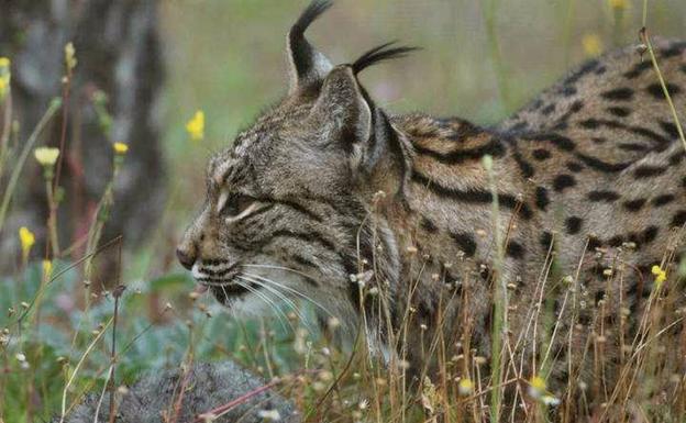 El CEU busca localizaciones en la Comunitat para reintroducir el lince ibérico