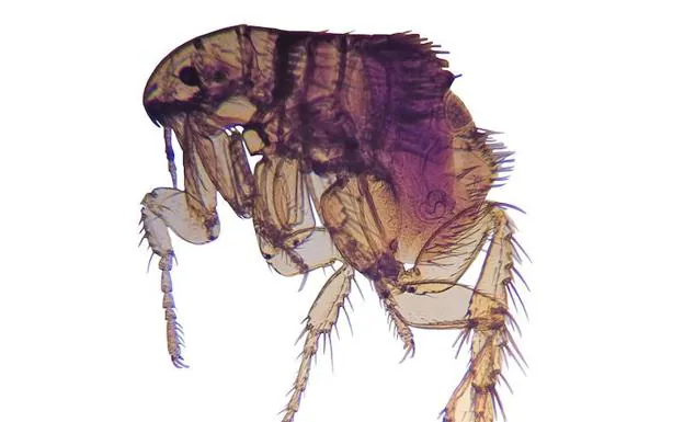 La ciencia resuelve el misterio de las pulgas: técnicamente son moscas escorpión