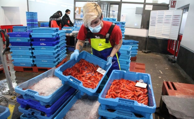 La gamba roja ronda los 200 euros en unos días flojos de capturas