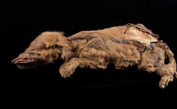 Hallan una momia de lobo de 57.000 años en el Yukón de Canadá