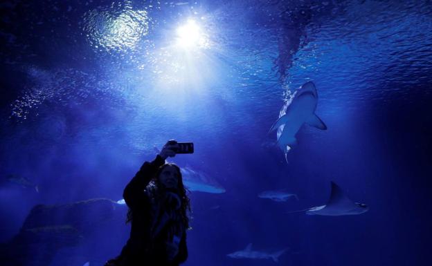 'Navidad bajo el mar' en el Oceanogràfic