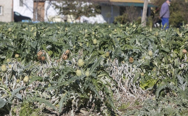 Los claroscuros de 'Filomena' en el campo valenciano