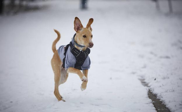 ¿Los perros pasan frío? ¿Hay que abrigar a nuestras mascotas?