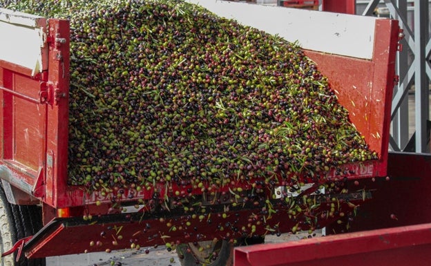 La cosecha de aceituna se dispara en la Costera y llega a los 6 millones de kilos