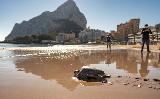 La campaña «La mar de tots» del Oceanogràfic llega a Calp