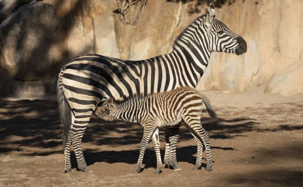 Filomena, el primer nacimiento del año en el Bioparc