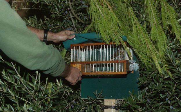 Denuncian a la Generalitat ante la Fiscalía por autorizar la caza de un ave protegida