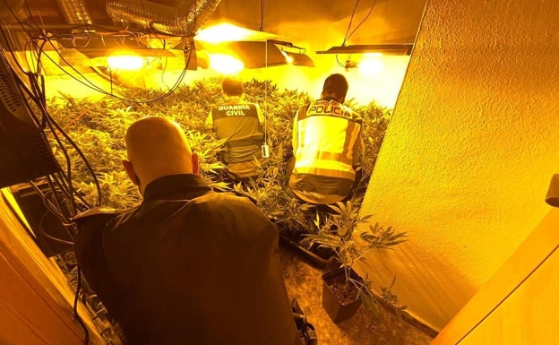 La Policía Local de Godelleta y Guardia Civil desmantelan una plantación de marihuana en Calicanto