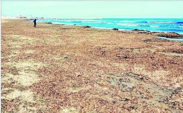 La posidonia toma la playa de Oliva