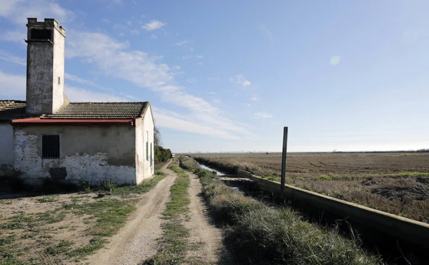 La zona del marjal de la Font de Mariano, donde han estado buscando los perros. /Irene Marsilla