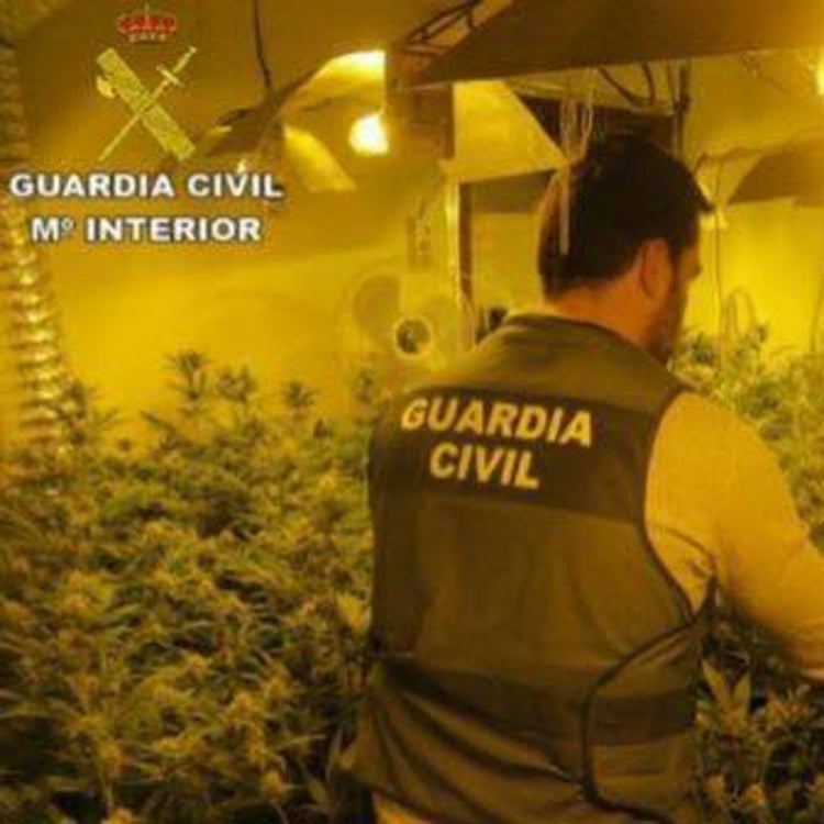 Cae en la Comunitat la red de tráfico de marihuana más importante de Europa