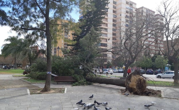 El viento tumba árboles en Valencia y causa incendios forestales en Alcoy y Bugarra