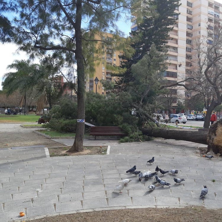 El viento tumba árboles en Valencia y causa incendios forestales en Alcoy y Bugarra