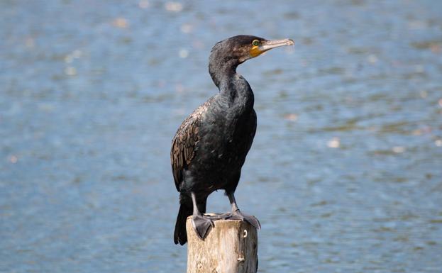 Investigado un hombre por abatir a un cormorán de grandes dimensiones en Segorbe
