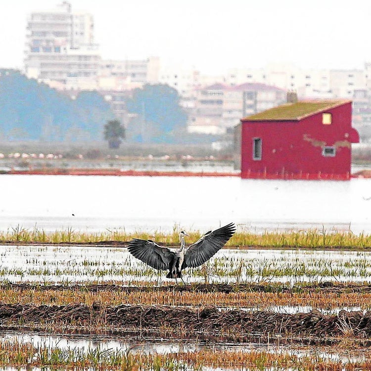 El Consell anuncia 100 millones para la Albufera si llegan fondos de la UE