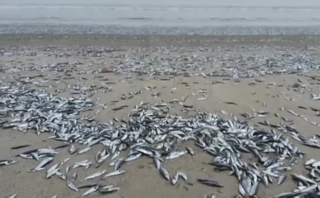 La misteriosa muerte de miles de peces en una playa de Chile