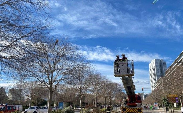 Bomberos al rescate de un loro