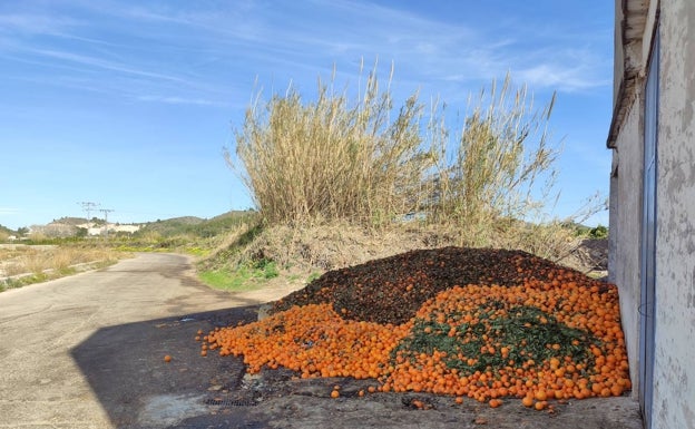 Un montón de naranjas podridas recibe a los visitantes en el Marjal Pego Oliva