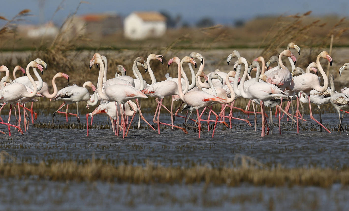 La Albufera de Valencia brilla con luz propia