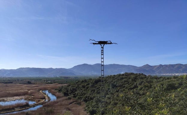 Torres de tendido eléctrico convertidas en posaderos para aves en el marjal Pego-Oliva