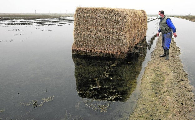 La Albufera se cubre de aguas negras