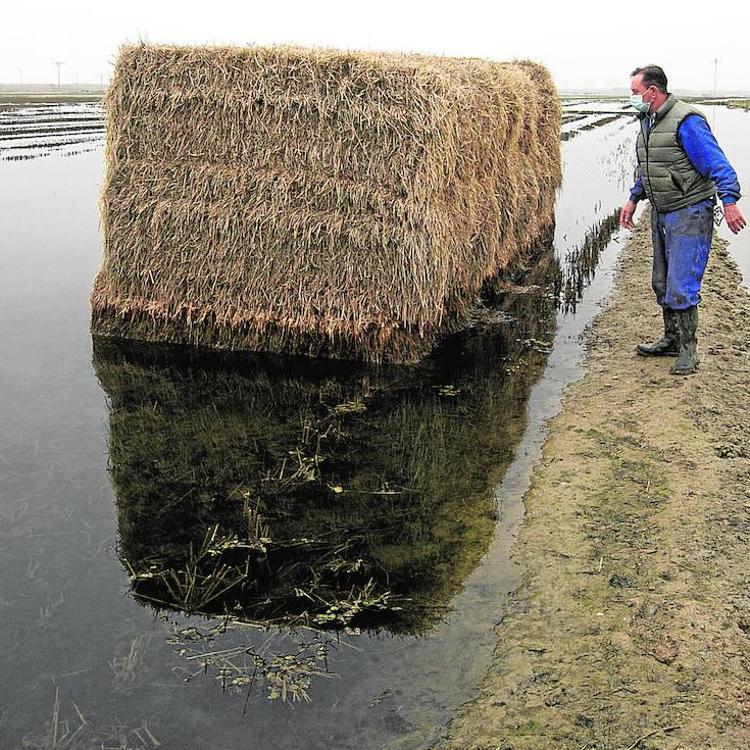 La Albufera se cubre de aguas negras