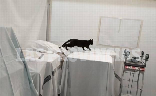 Sanitarios alertan de la presencia de gatos en el hospital de campaña de Castellón