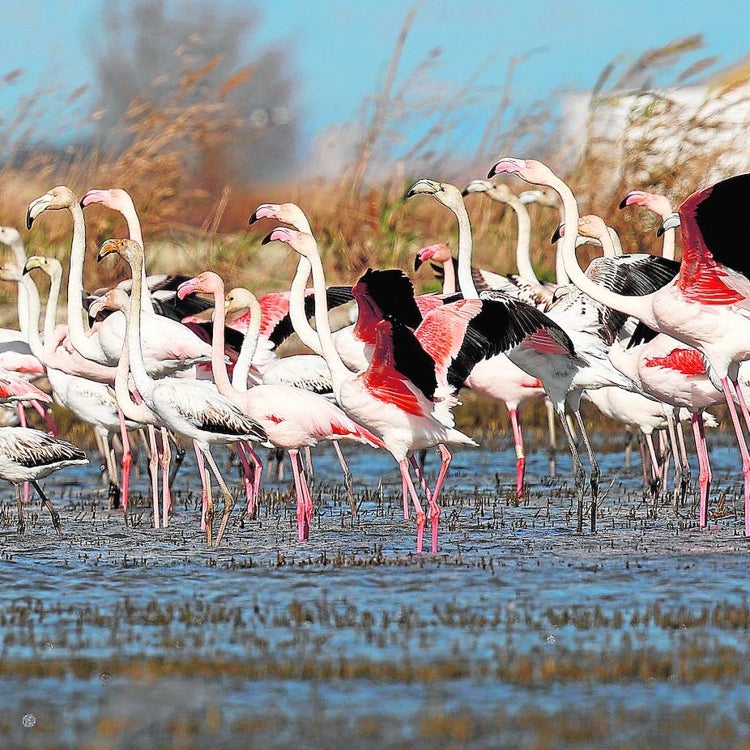 La Albufera, otro año de promesas y pocos hechos