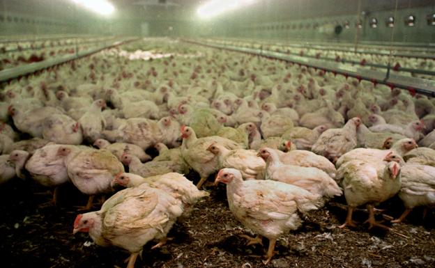 La OMS activa la alerta por el primer caso de transmisión de la cepa H5N8 de gripe aviar al ser humano