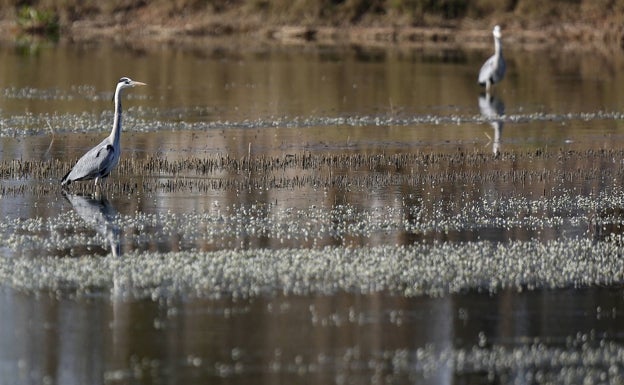 Valencia advierte de la salinización de la zona norte de la Albufera