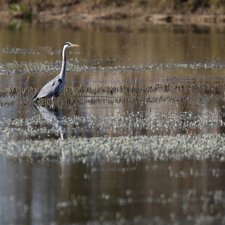 Valencia advierte de la salinización de la zona norte de la Albufera
