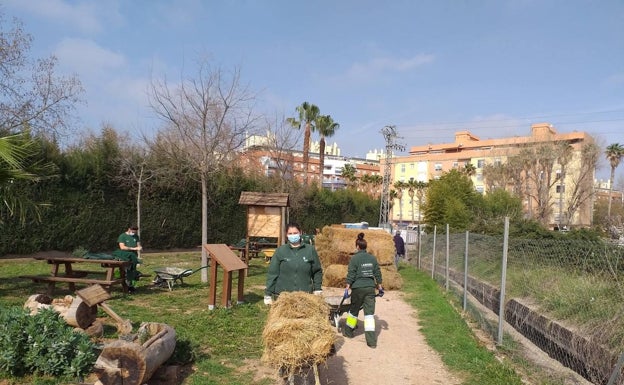 Alaquàs reutiliza 5.000 kilos de paja de arroz de la Albufera en sus huertos urbanos
