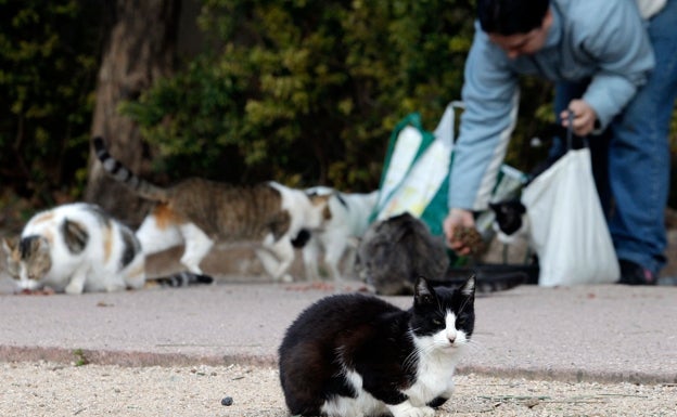 Llombai se suma a la campaña de esterilización de gatos de la protectora