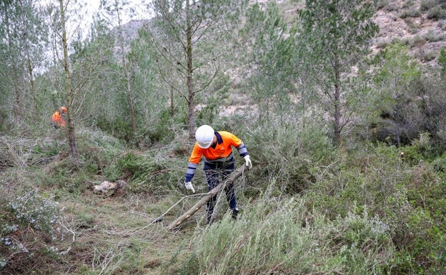 Antella limpia el barranco de la Manyana para evitar incendios