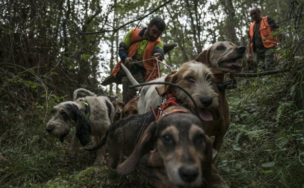 Los cazadores advierten de que los jabalíes pueden multiplicarse hasta un 300%